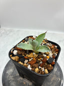 Agave 激怒之舞(No.？)子株⑦(Lize血統) 抜き苗発送
