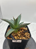 Agave ホリササ(No.39)子株①(Lize血統) 抜き苗発送