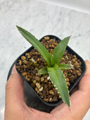 Agave ホリササ(No.58)子株(Lize血統) 抜き苗発送