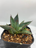 Agave ホリササ(No.4)(Lize血統) 抜き苗発送
