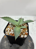 Agave 甲蟹x屈原(No.？)子株④(Lize血統) 抜き苗発送