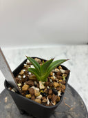 【Indoor Jungle Issue n°11掲載株】アガベ 黒火焔x笹之雪子株(Lize血統)　抜き苗発送