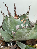 Agave パライシ子株（Lize血統）抜き苗発送