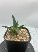 Agave ホリササ(No.12)子株②(Lize血統) 抜き苗発送