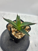 Agave ホリササ(No.31)子株(Lize血統) 抜き苗発送