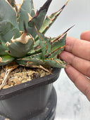 Agave 妖帝子株② タイ趣味家から輸入 抜き苗発送