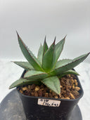 Agave ホリササ(No.39)子株(Lize血統) 抜き苗発送