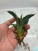 Agave titanota 白鯨子株③(Lize血統）抜き苗発送