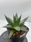 Agave ホリササ(No.39)子株(Lize血統) 抜き苗発送