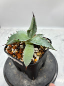 Agave 激怒之舞(No.？)子株⑤(Lize血統) 抜き苗発送