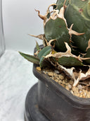 Agave titanota 白鯨子株④(Lize血統）抜き苗発送
