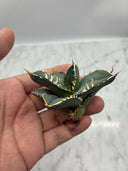 Agave titanota 白火焔子株③(Lize血統)　抜き苗発送