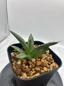 Agave ホリササ(No.39)子株③(Lize血統) 抜き苗発送