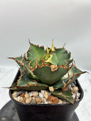 Agave titanota シーザー子株(Lize血統)　抜き苗発送