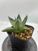 Agave ホリササ(No.37)子株②(Lize血統) 抜き苗発送
