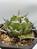 Agave titanota 烈焔親株(Lize産) 抜き苗発送