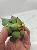 Agave titanota 黒鯨子株(Lize血統) 未発根発送