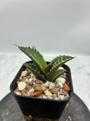 Agave titanota シーザー子株(Lize血統)　抜き苗発送