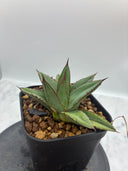 Agave ホリササ(No.39)子株②(Lize血統) 抜き苗発送