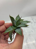 Agave 甲蟹x笹之雪子株(Lize血統) 抜き苗発送