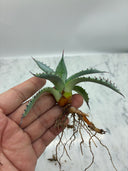 Agave 甲蟹x屈原(No.31)子株⑥(Lize血統) ベアルート発送