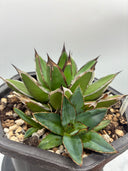 Agave ホリササ(No.70)親株（子株つき）(Lize血統) 抜き苗発送