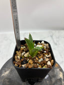 【Indoor Jungle Issue n°11掲載株】アガベ 黒火焔x笹之雪子株(Lize血統)　抜き苗発送