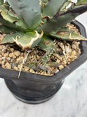 Agave 妖帝子株① タイ趣味家から輸入 抜き苗発送