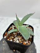 Agave 甲蟹x屈原(No.？)子株③(Lize血統) 抜き苗発送
