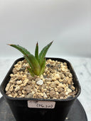 Agave ホリササ(No.20)子株①(Lize血統) 抜き苗発送