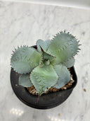 Agave 甲蟹x屈原(No.28)子株(Lize血統) 抜き苗発送