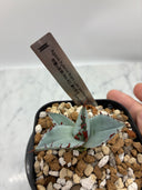 【Indoor Jungle Issue n°11掲載株】甲蟹x屈原子株（No.42) Lize血統 第4世代　未発根株