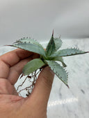 Agave 甲蟹x屈原(No.31)子株⑥(Lize血統) ベアルート発送