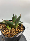 Agave ホリササ(No.4)(Lize血統) 抜き苗発送