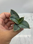 Agave titanota 白火焔子株①(Lize血統)　抜き苗発送