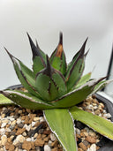 【Indoor Jungle Issue n°11掲載株】アガベ 黒火焔x笹之雪子株(Lize血統)　抜き苗発送