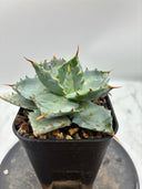 Agave 甲蟹交種子株①(Lize血統) 抜き苗発送