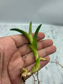 Agave titanota 狂刺夕映子株(Lize血統) 抜き苗発送
