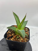Agave ホリササ(No.27)子株①(Lize血統) 抜き苗発送