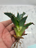 Agave titanota 白鯨子株③(Lize血統）抜き苗発送