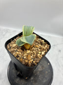 Agave Orizaba子株（US血統）抜き苗発送
