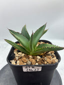 Agave ホリササ子株①(No.2)(Lize血統) 抜き苗発送