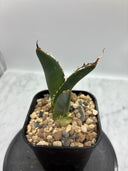 Agave titanota SAD子株②(Lize血統）抜き苗発送