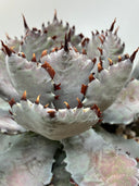【Indoor Jungle Issue n°11掲載株】Agave 瀧之白絲x血雨雷神子株　(Lize血統) 抜き苗発送