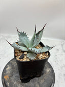 Agave 激怒之舞(No.？)子株③(Lize血統) 抜き苗発送