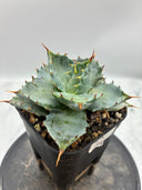 Agave 甲蟹交種子株①(Lize血統) 抜き苗発送
