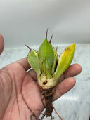Agave キュービック黄覆輪子株②（台湾産）　抜き苗発送