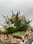 Agave titanota 緑煌子株(Lize産) 抜き苗発送
