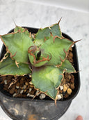 Agave titanota シーザー子株(Lize血統)　抜き苗発送
