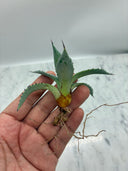 Agave 甲蟹x屈原(No.31)子株③(Lize血統) ベアルート発送